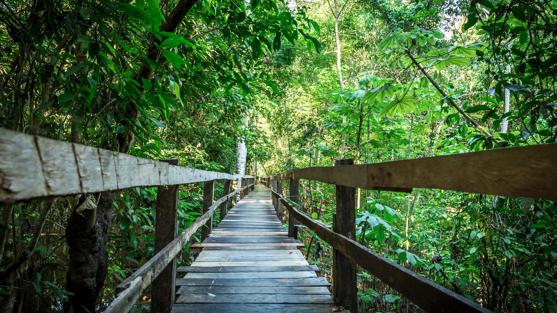 View of the dense green Amazon rainforest canopy